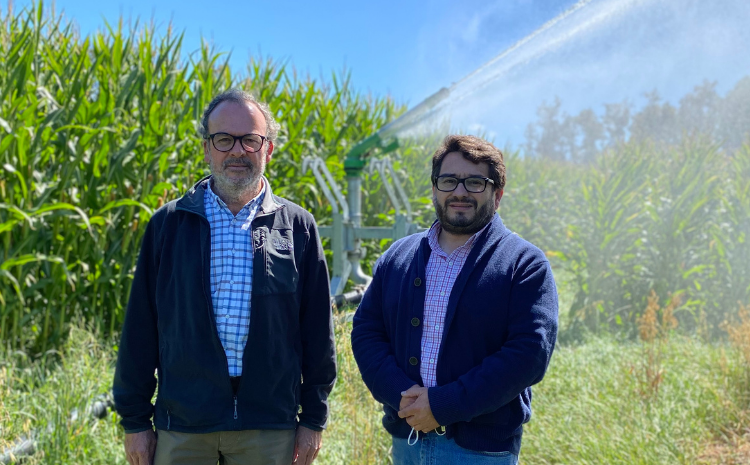 Vista del cultivo de ensilaje de maíz bajo riego en Agrícola Pozo Brujo, Futrono