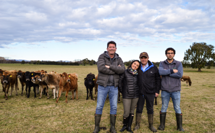 Vacas de lechería Jersey pura pastoreando en el predio de Agroganadera Cardal en Río Bueno.