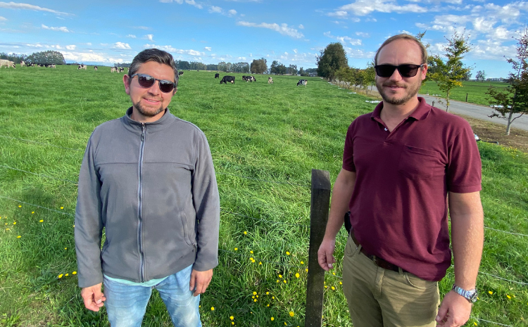 Praderas verdes bajo riego en Agropecuaria Linz, Región de Los Ríos, con ganado Holstein en pastoreo