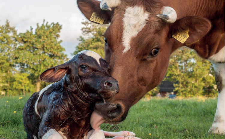 Manejo del calostro en terneros con Trusti para salud y bienestar animal