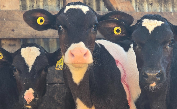 Veterinario evaluando la condición corporal de una vaca en transición, clave para una alimentación eficiente en rumiantes.
