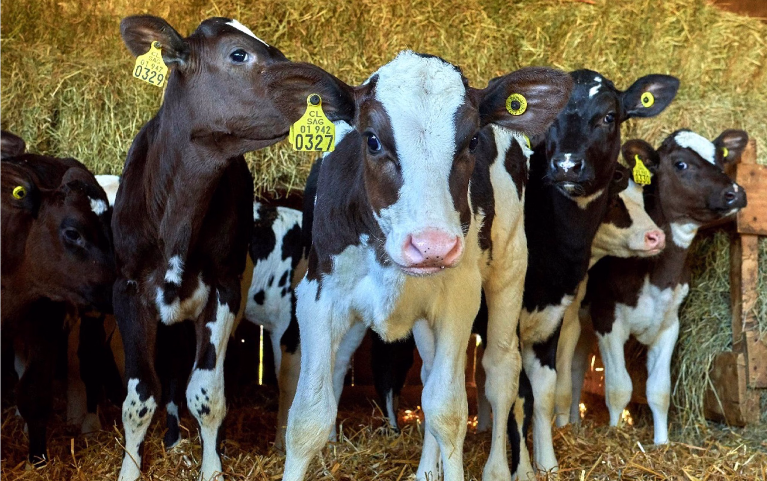 Vacas lecheras en pradera representando la recuperación de la producción de leche en Chile según Fedeleche