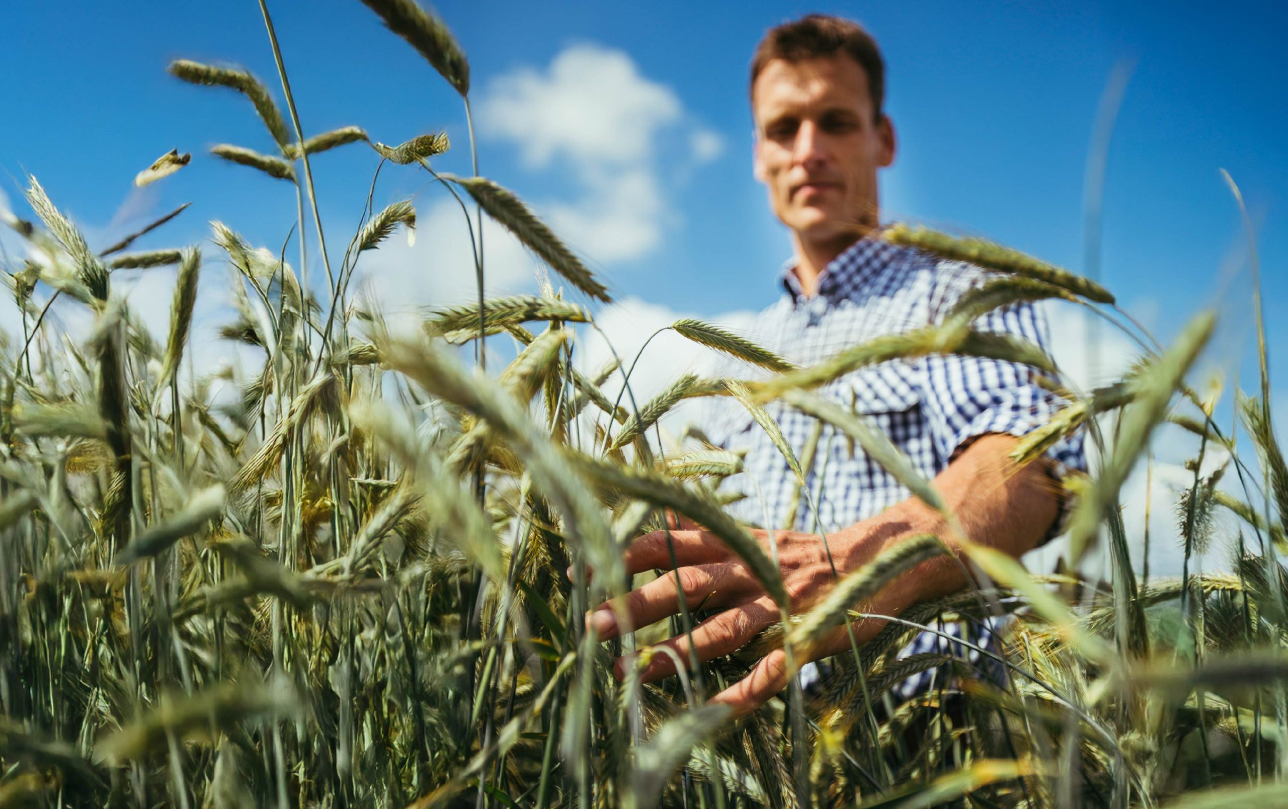 Productor agronómico en campo de centeno híbrido KWS en el sur de Chile