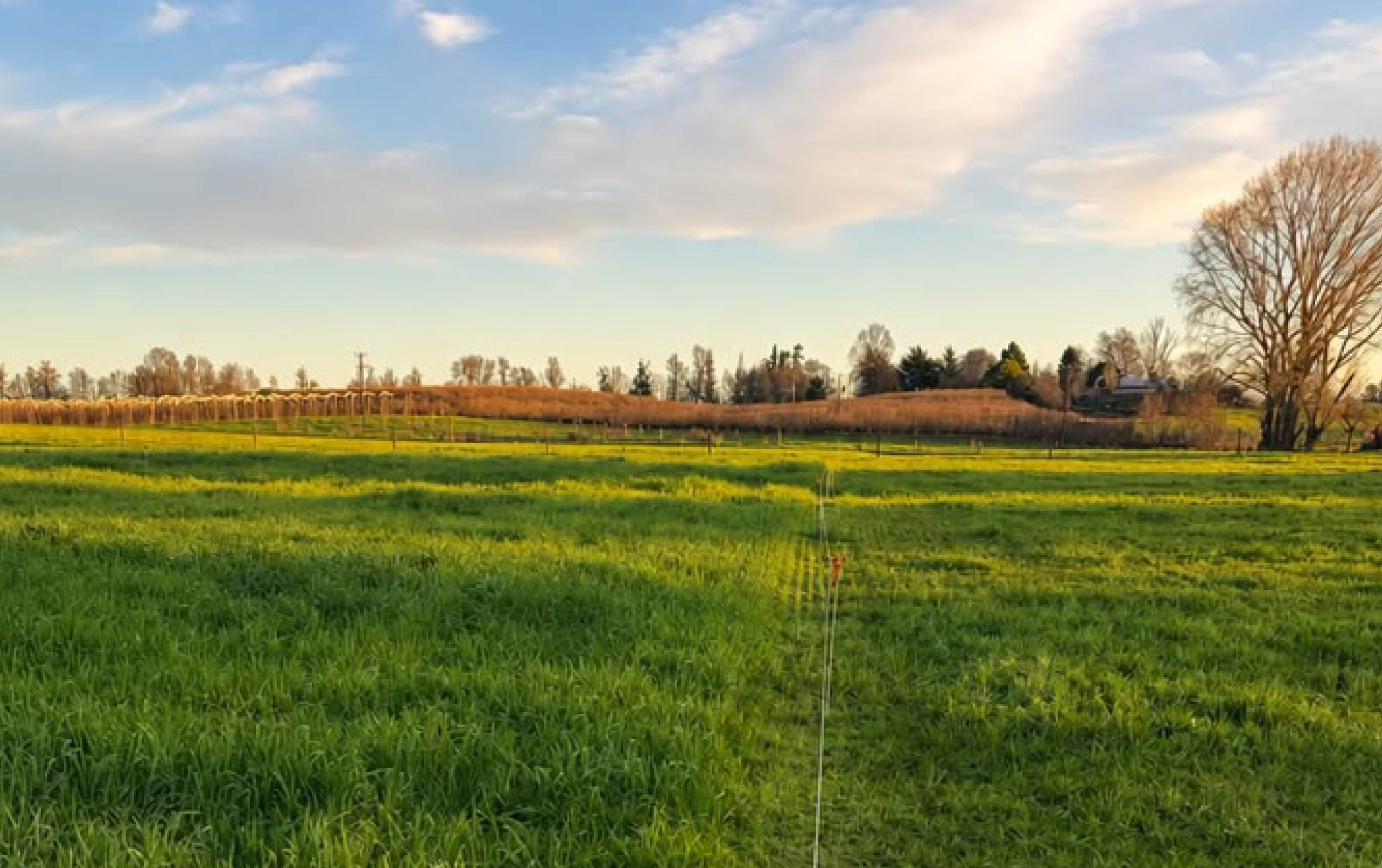 Pradera verde en invierno tratada con urea líquida de Nova Agro en Purranque