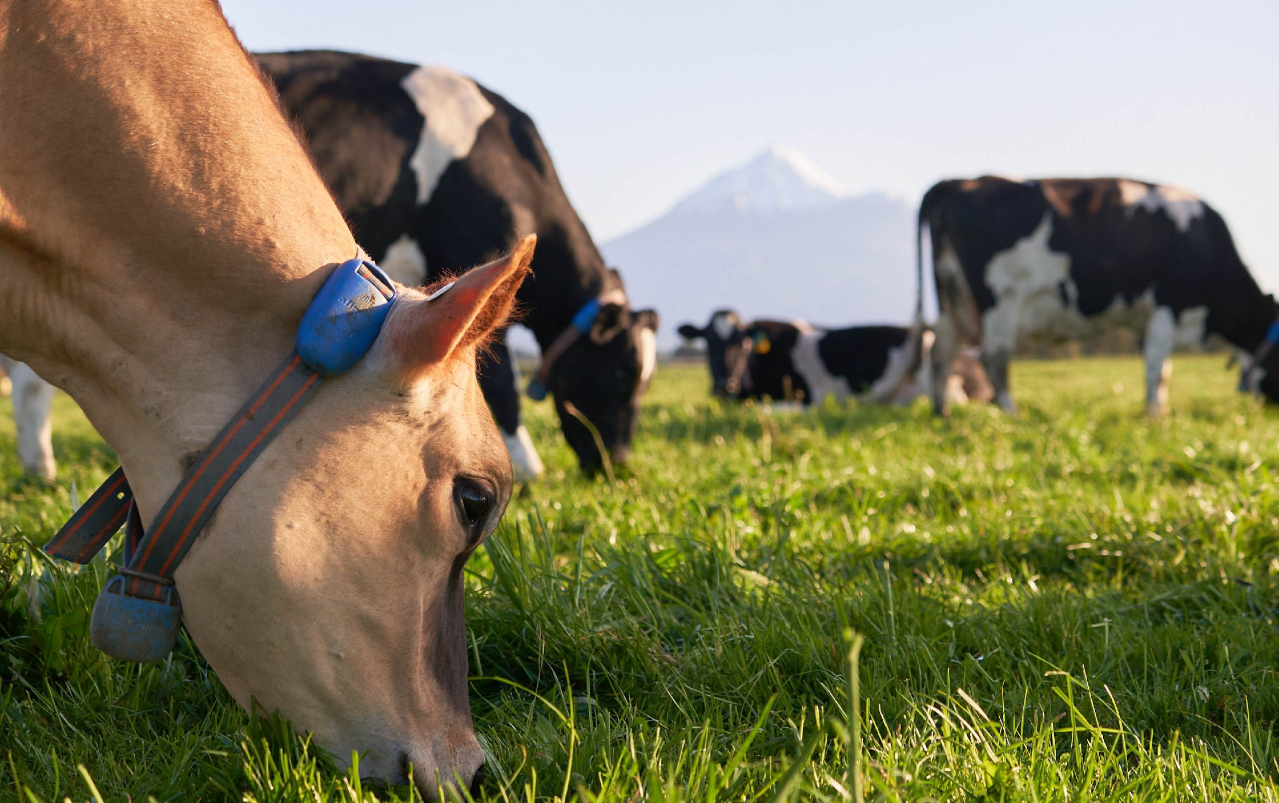Vacas lecheras en pastoreo con collar de monitoreo para detección de celos en lechería de precisión