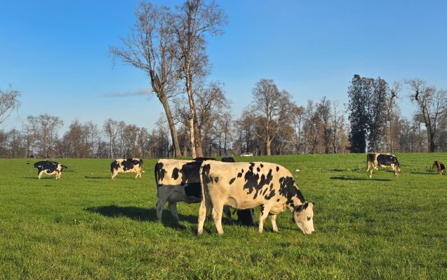 Vacas lecheras pastando en campo chileno con veterinarios especializados en producción de leche